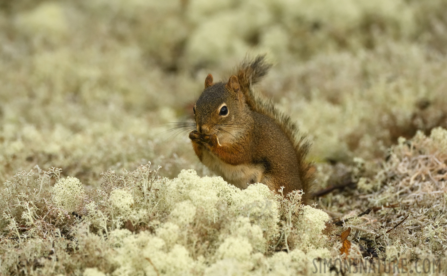 Tamiasciurus hudsonicus [400 mm, 1/800 Sek. bei f / 7.1, ISO 2500]